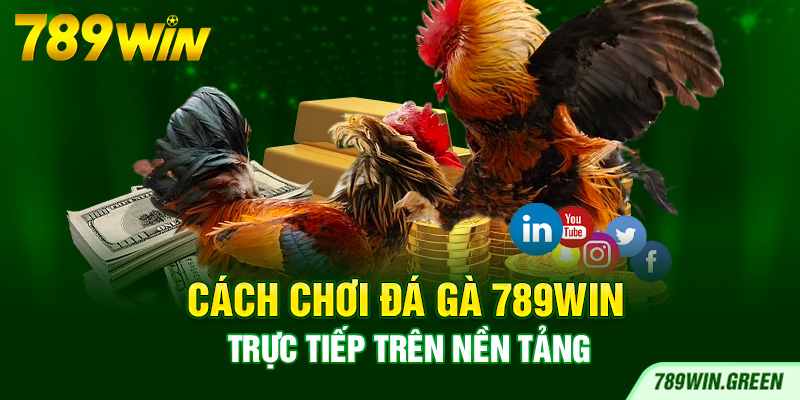 Cách chơi đá gà 789win trực tiếp trên nền tảng Cách chơi đá gà 789win trực tiếp trên nền tảng