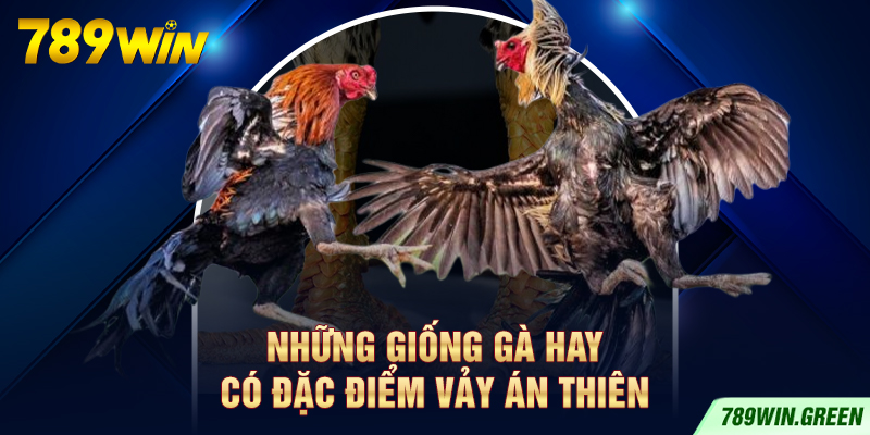 Những giống gà hay có đặc điểm vảy Án Thiên Những giống gà hay có đặc điểm vảy Án Thiên